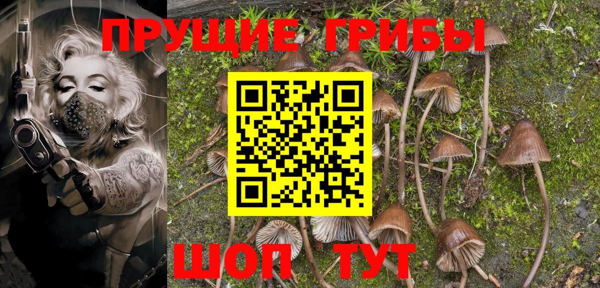 Псилоцибиновые грибы Psilocybe Краснодар